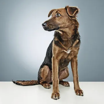 极速飞艇 品牌故事